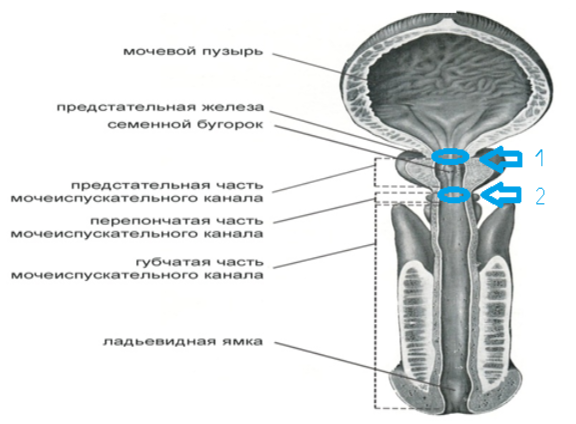 Мужская уретра