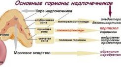 Гормоны надпочечников — диагностика заболеваний, симптомы