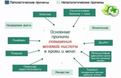 Мочевина в крови повышена — что это значит, причины и последствия патологии, как лечить