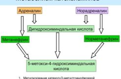Свободный метанефрин и норметанефрин в моче: норма, что показывает, подготовка